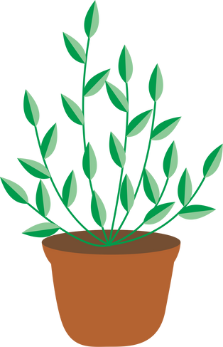 plant